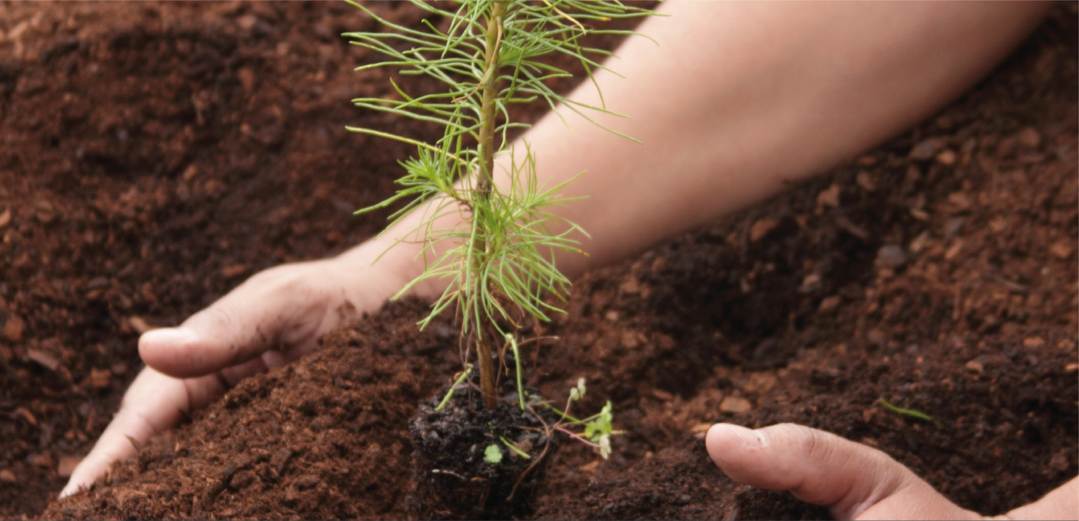 Plan de Manejo Forestal