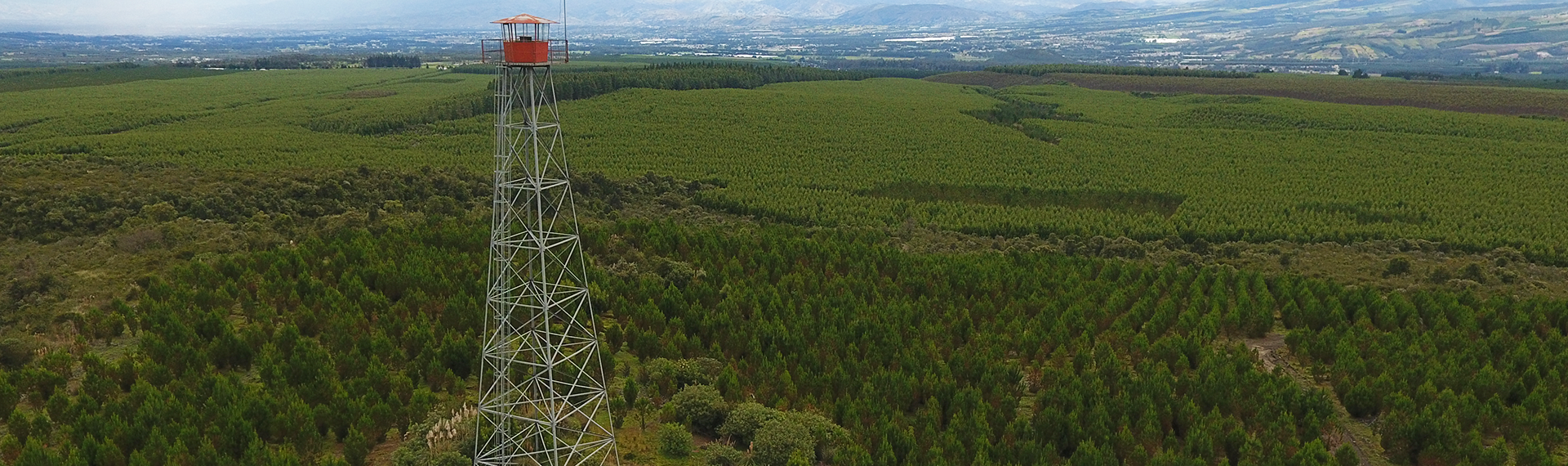 forestal