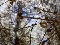 Plantaciones