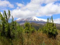 Plantaciones